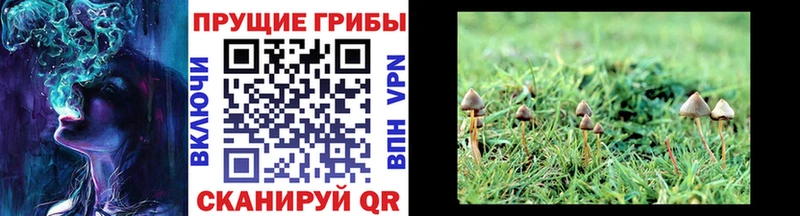 Псилоцибиновые грибы GOLDEN TEACHER Сусуман
